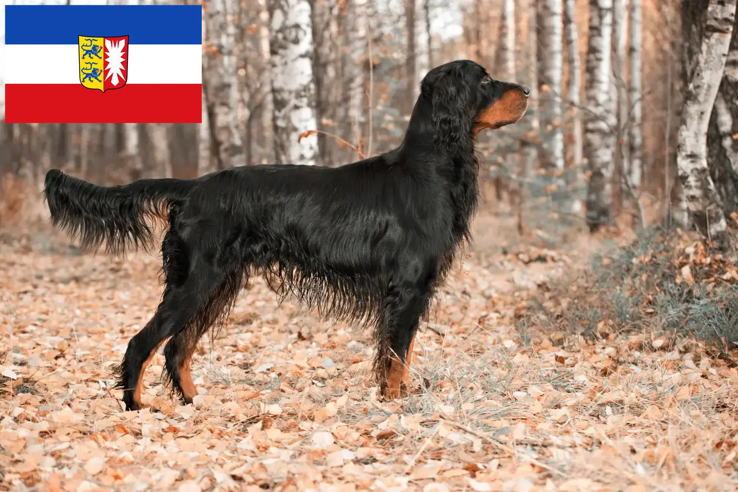 Read more about the article Gordon Setter breeders and puppies in Schleswig-Holstein