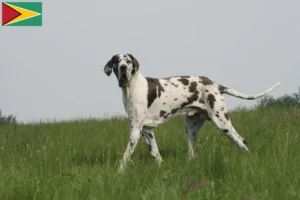 Read more about the article Great Dane breeders and puppies in Guyana