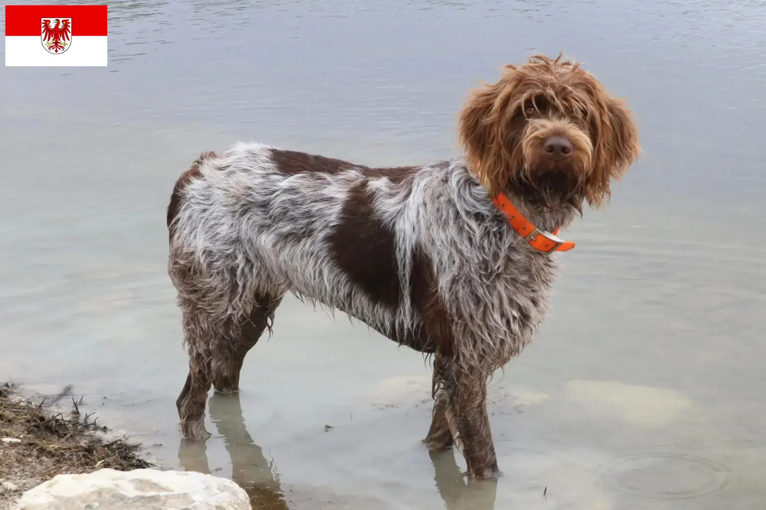 Read more about the article Griffon d’arrêt à poil dur Breeder and puppies in Brandenburg