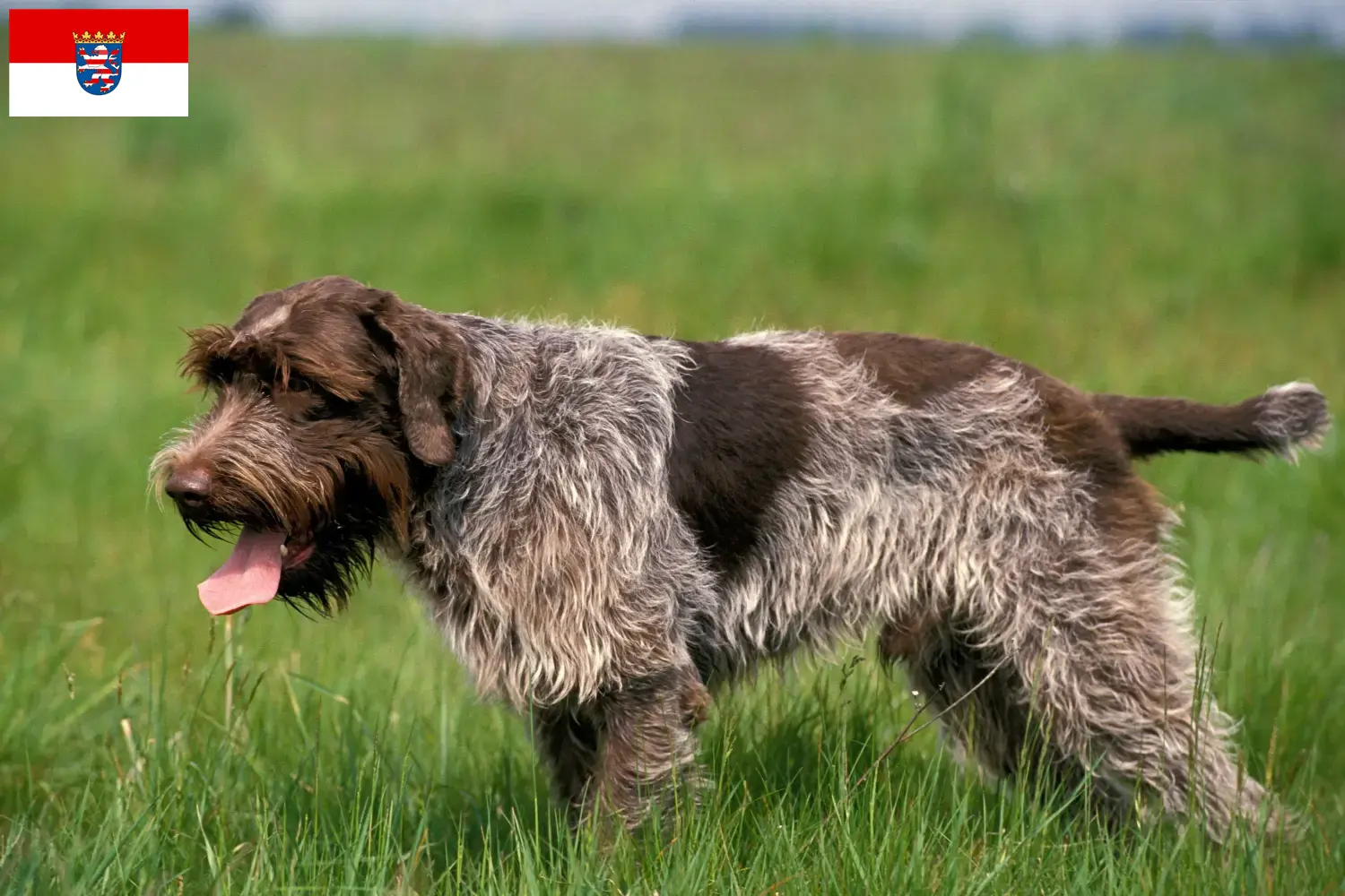 Read more about the article Griffon d’arrêt à poil dur Breeder and puppies in Hessen