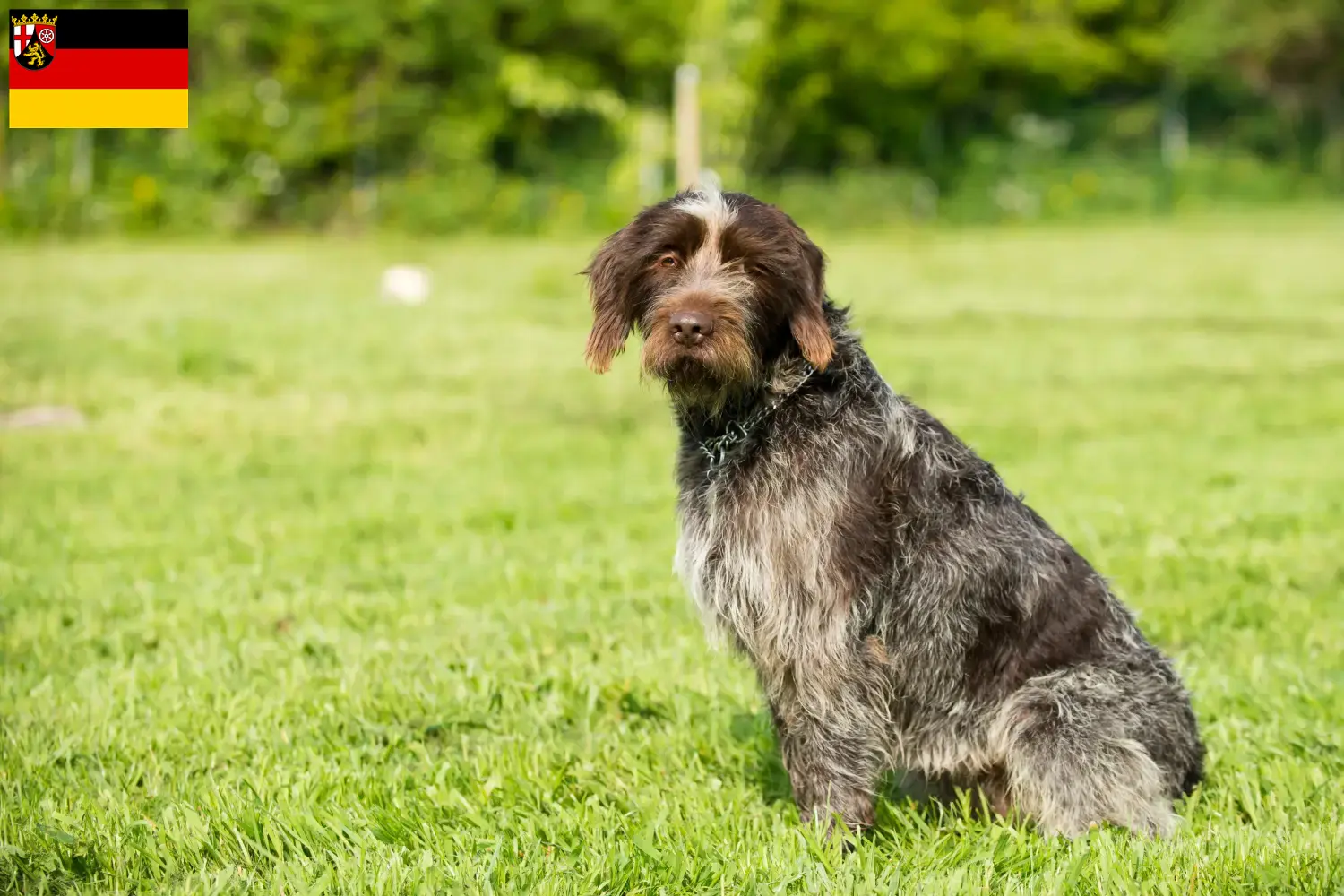 Read more about the article Griffon d’arrêt à poil dur Breeder and puppies in Rhineland-Palatinate