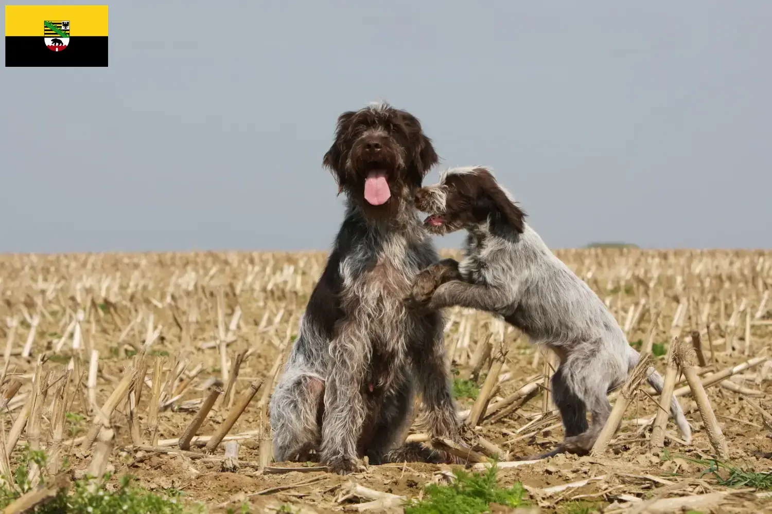 Read more about the article Griffon d’arrêt à poil dur Breeder and puppies in Saxony-Anhalt