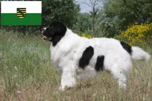 Read more about the article Landseer breeders and puppies in Saxony