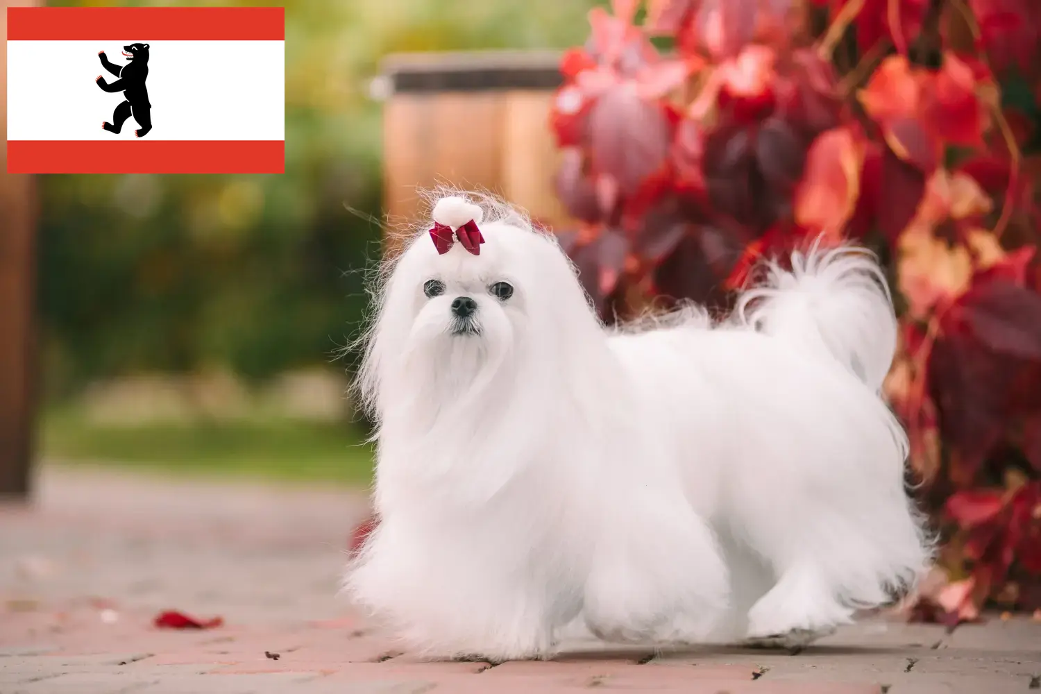 Read more about the article Maltese breeders and puppies in Berlin