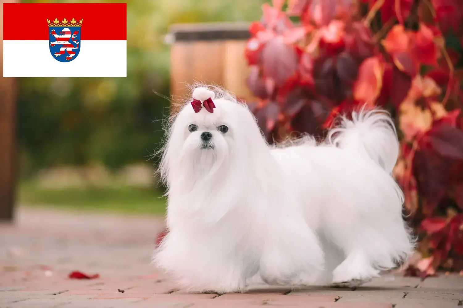 Read more about the article Maltese breeders and puppies in Hessen