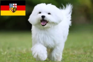 Read more about the article Maltese breeders and puppies in Saarland