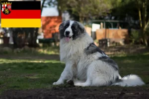 Read more about the article Mastín del Pirineo breeders and puppies in Rhineland-Palatinate