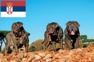 Read more about the article Mastino Napoletano breeders and puppies in Serbia