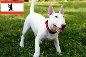 Read more about the article Miniature Bull Terrier breeders and puppies in Berlin