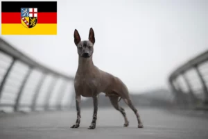 Read more about the article Peruvian Hairless Dog Breeder and Puppies in Saarland