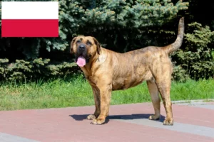 Read more about the article Presa Canario breeders and puppies in Poland