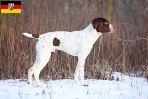 Read more about the article Braque français type Pyrénées breeders and puppies in Saarland