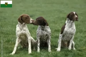 Read more about the article Braque français type Pyrénées breeders and puppies in Saxony