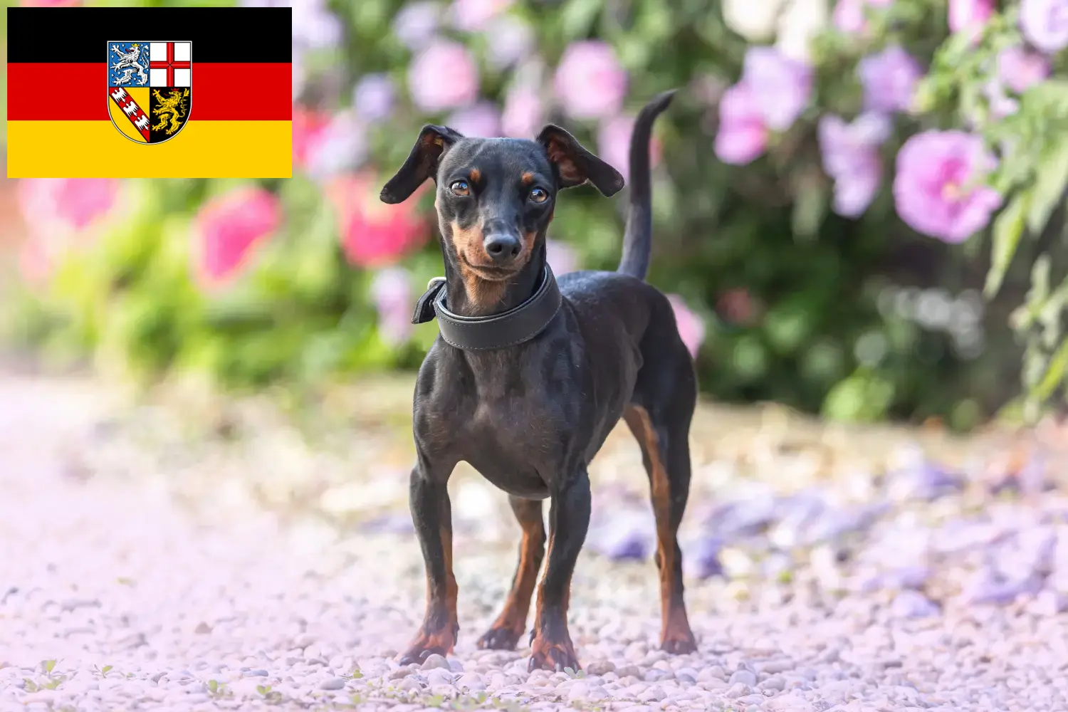 Read more about the article Miniature Pinscher breeders and puppies in Saarland