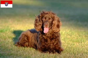 Read more about the article Field Spaniel breeders and puppies in Hessen