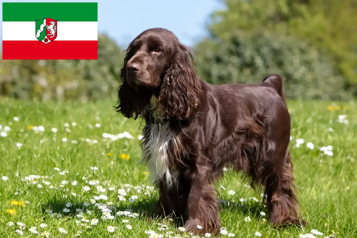 Read more about the article Field Spaniel breeders and puppies in North Rhine-Westphalia