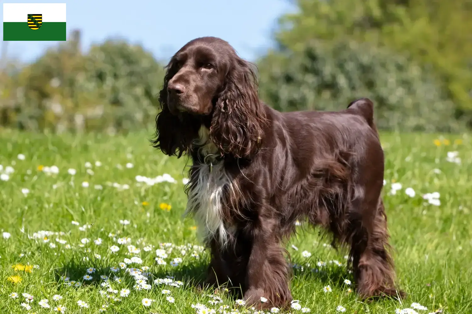 Read more about the article Field Spaniel breeders and puppies in Saxony