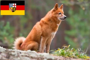 Read more about the article Finnenspitz breeders and puppies in Saarland