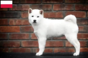 Read more about the article Hokkaido breeders and puppies in Poland