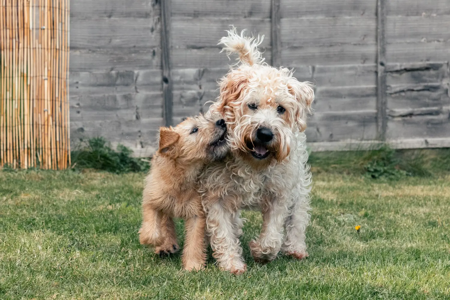 Soft coated wheaten shops terrier breeders