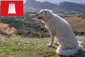 Read more about the article Kuvasz breeder and puppies in Hamburg