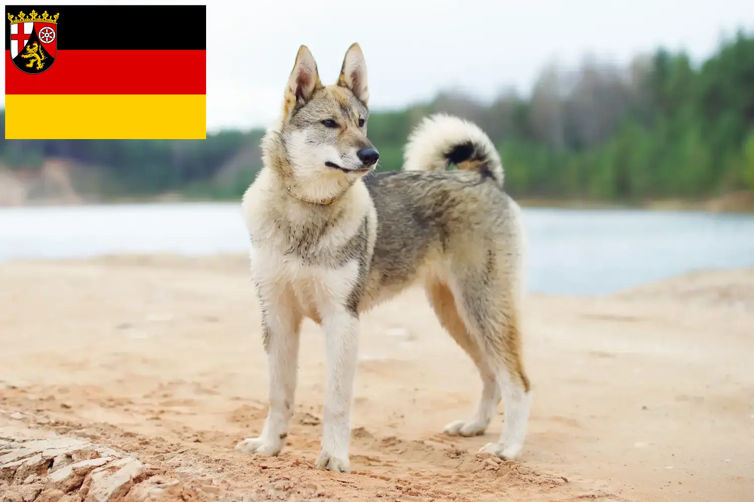 Read more about the article Laika breeders and puppies in Rhineland-Palatinate