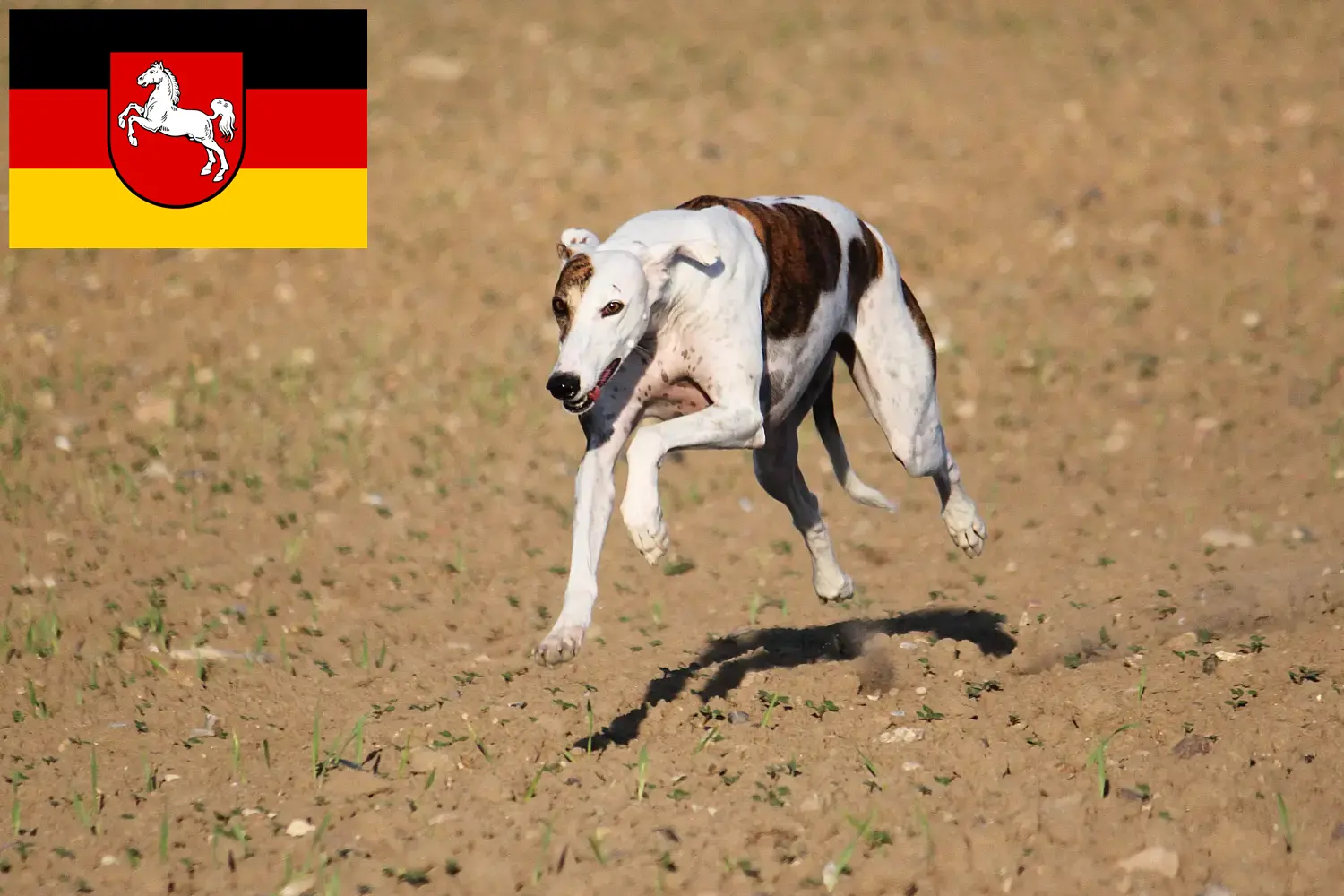 Read more about the article Magyar Agar breeders and puppies in Lower Saxony