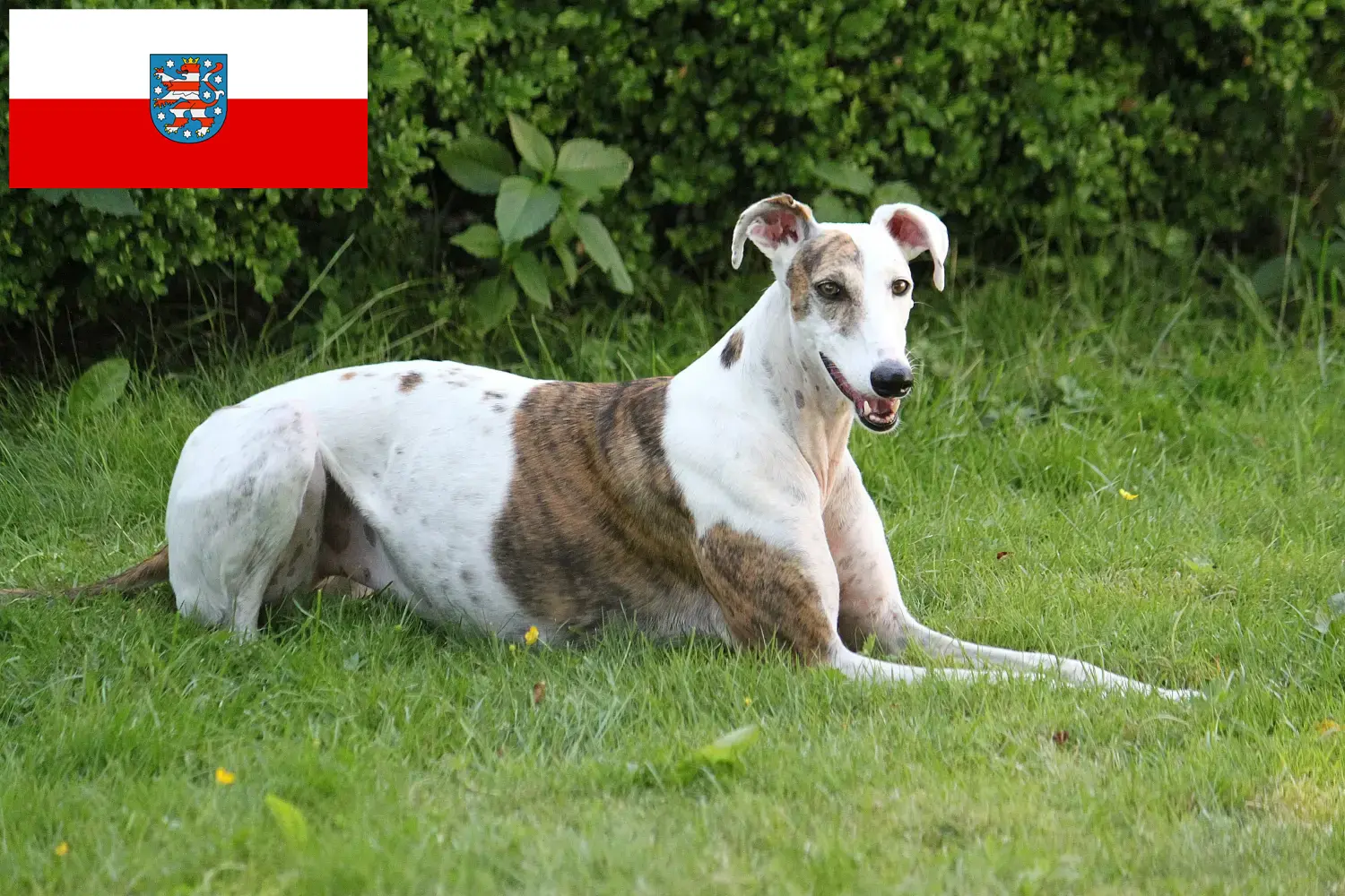 Read more about the article Magyar Agar breeders and puppies in Thuringia