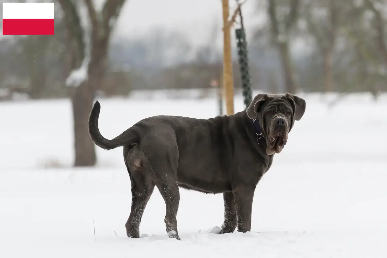 Read more about the article Mastino Napoletano breeders and puppies in Poland