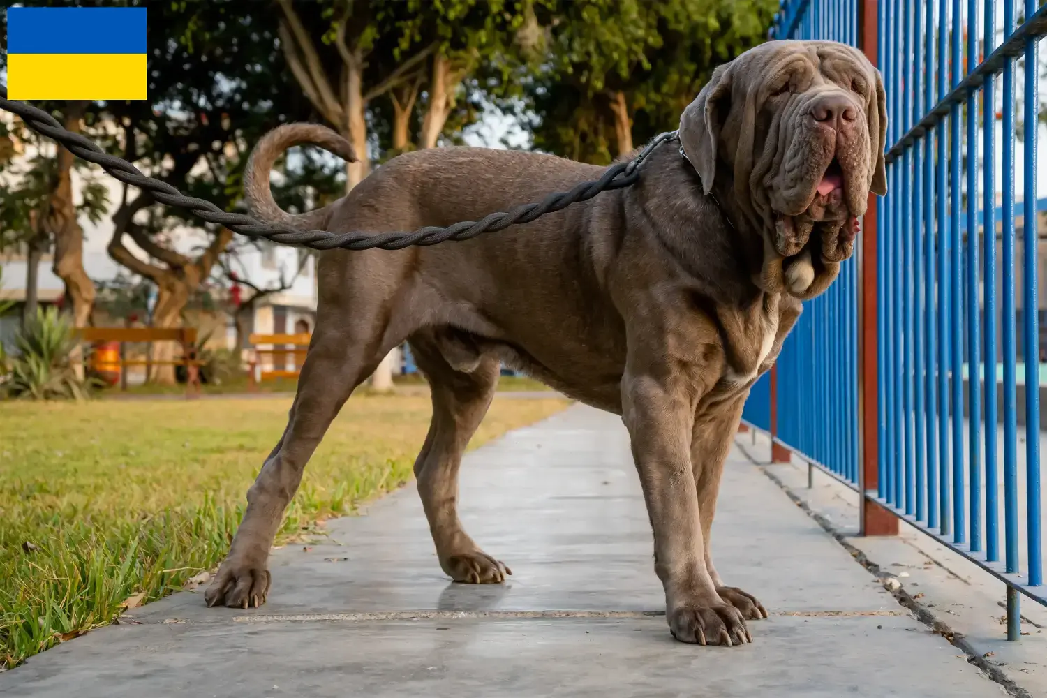 Read more about the article Mastino Napoletano breeders and puppies in Ukraine