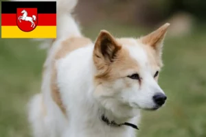 Read more about the article Norrbottenspitz breeders and puppies in Lower Saxony