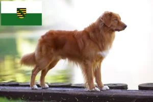 Read more about the article Nova Scotia Duck Tolling Retriever breeders and puppies in Saxony