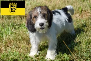 Read more about the article Petit Basset Griffon Vendéen breeders and puppies in Baden-Württemberg