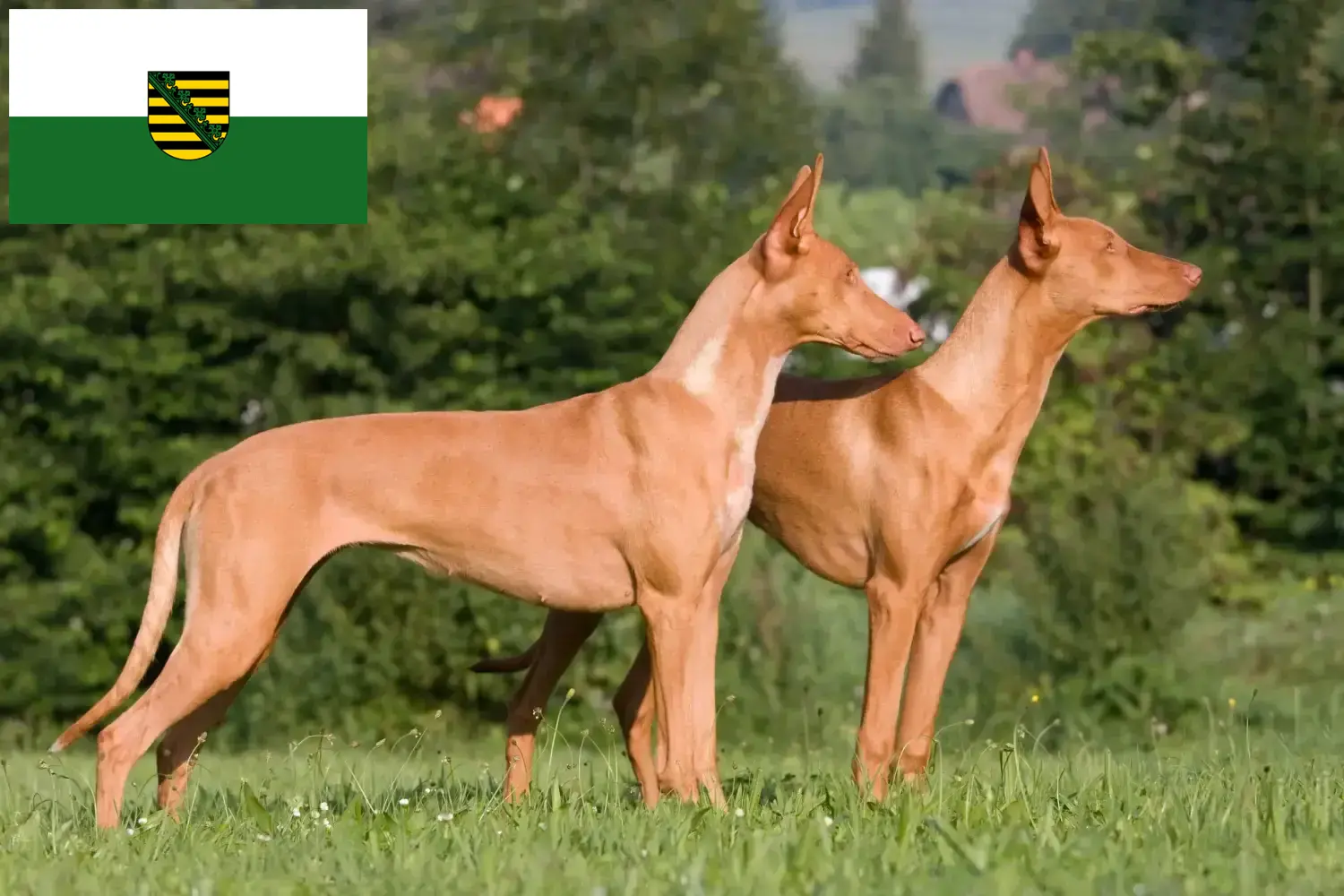 Read more about the article Pharaoh dog breeders and puppies in Saxony