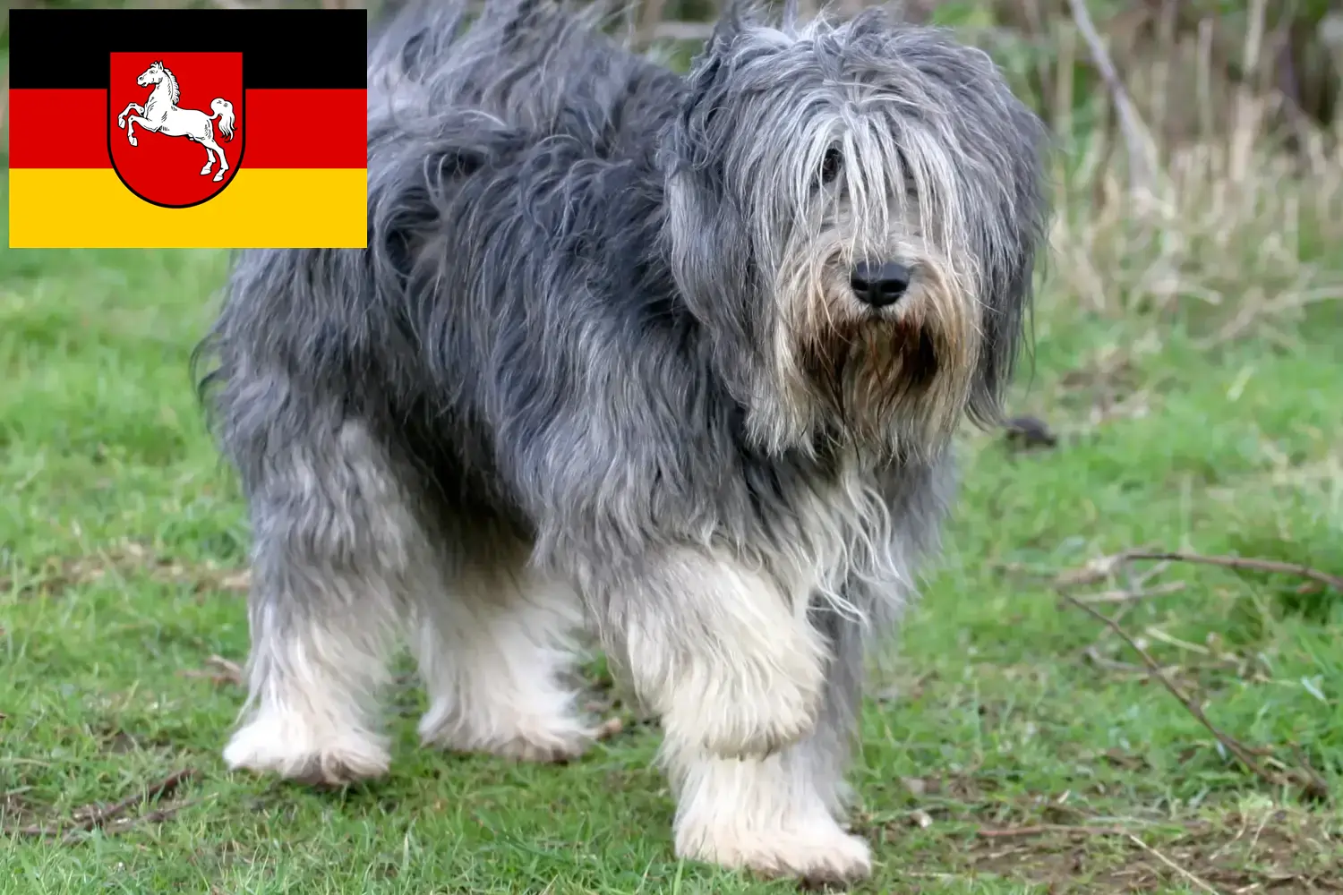 Read more about the article PON breeders and puppies in Lower Saxony