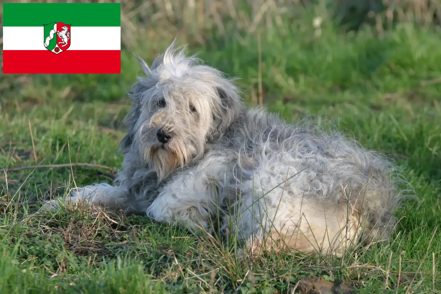 Read more about the article PON breeders and puppies in North Rhine-Westphalia