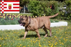 Read more about the article Presa Canario breeders and puppies in Bremen