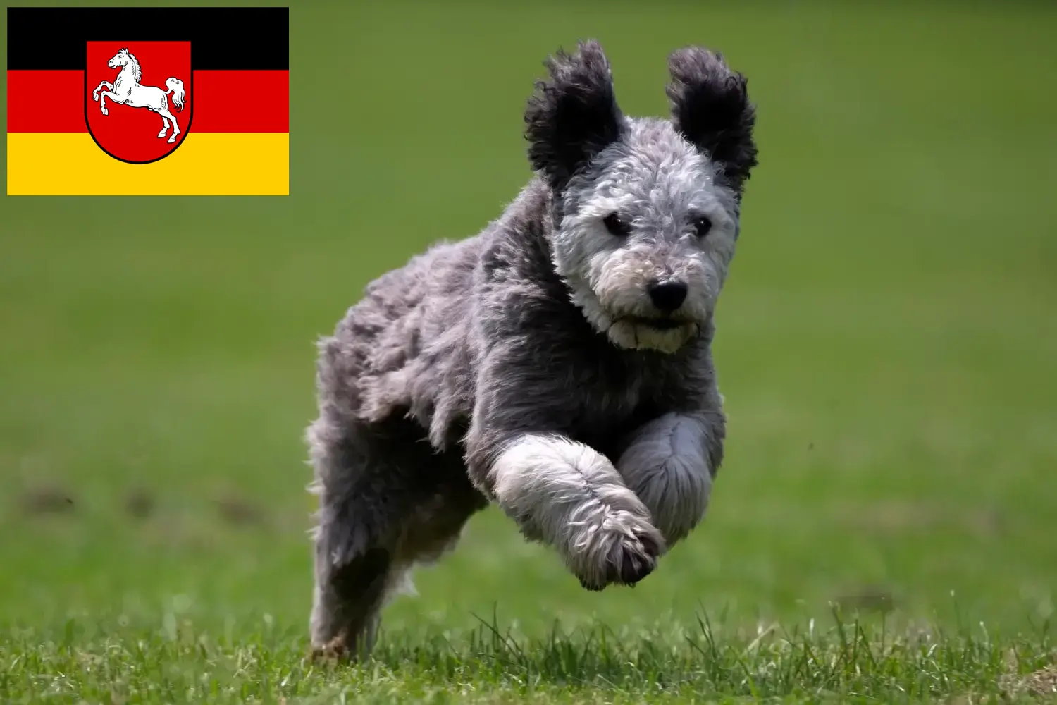 Read more about the article Pumi breeders and puppies in Lower Saxony