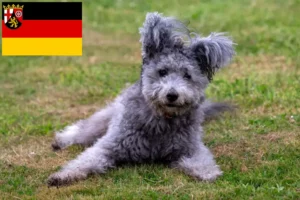 Read more about the article Pumi breeders and puppies in Rhineland-Palatinate