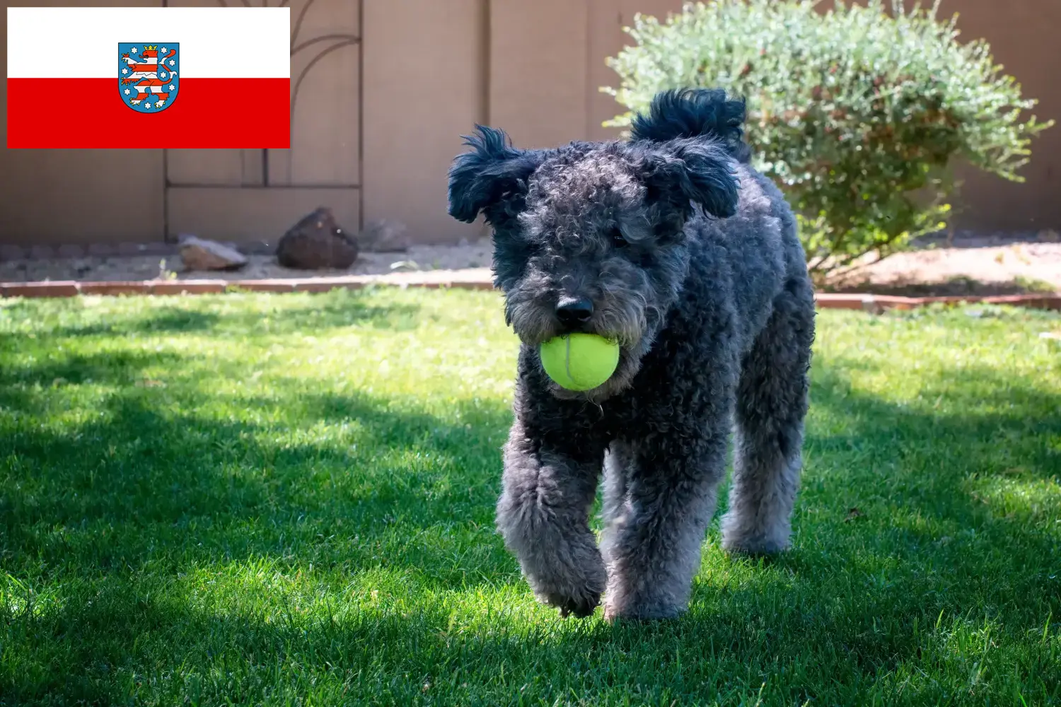 Read more about the article Pumi breeders and puppies in Thuringia