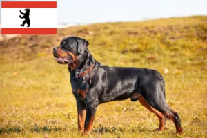 Read more about the article Rottweiler breeders and puppies in Berlin