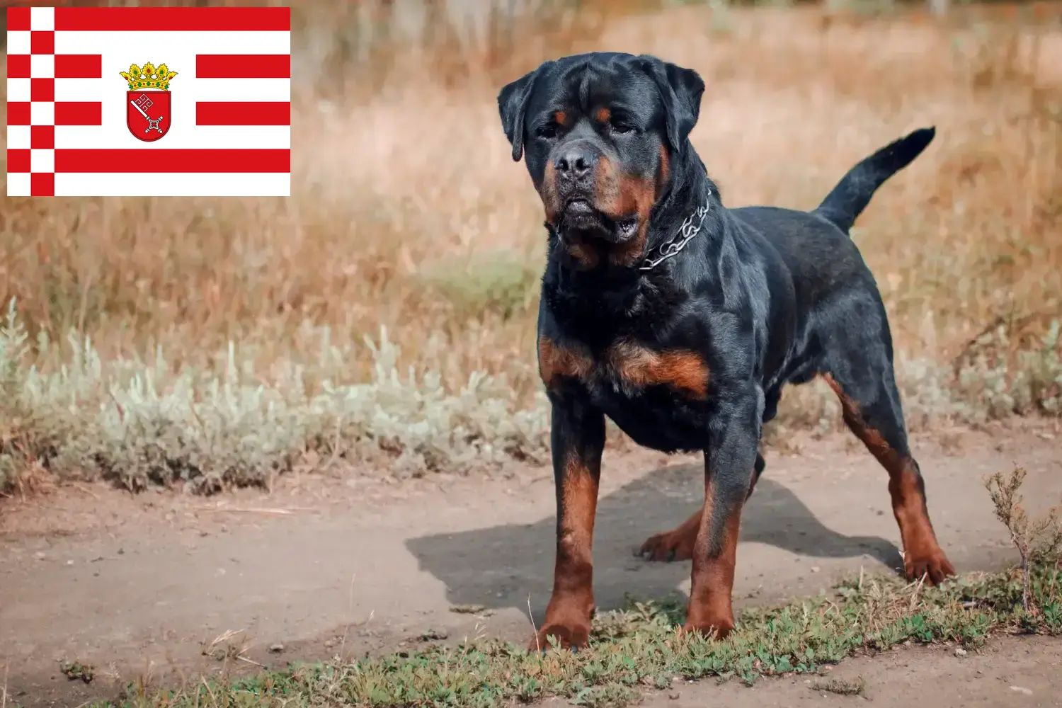 Read more about the article Rottweiler breeders and puppies in Bremen