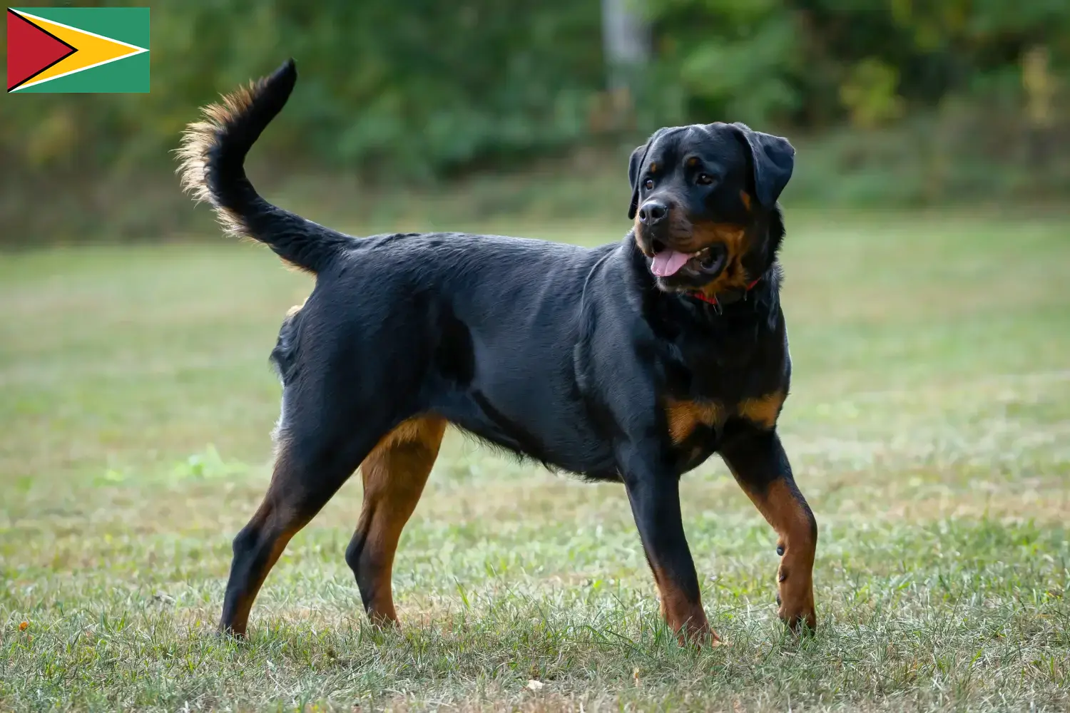 Read more about the article Rottweiler breeders and puppies in Guyana