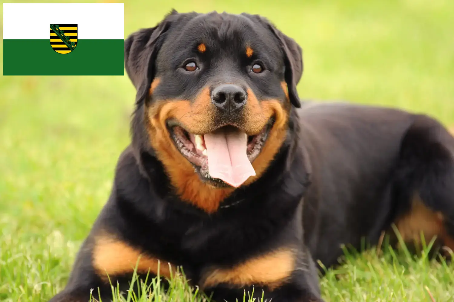 Read more about the article Rottweiler breeders and puppies in Saxony