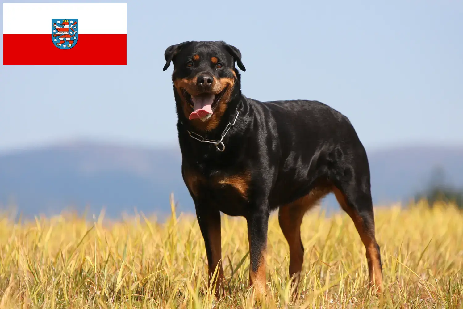 Read more about the article Rottweiler breeders and puppies in Thuringia