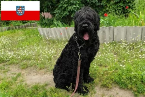 Read more about the article Russian Black Terrier breeder and puppies in Thuringia