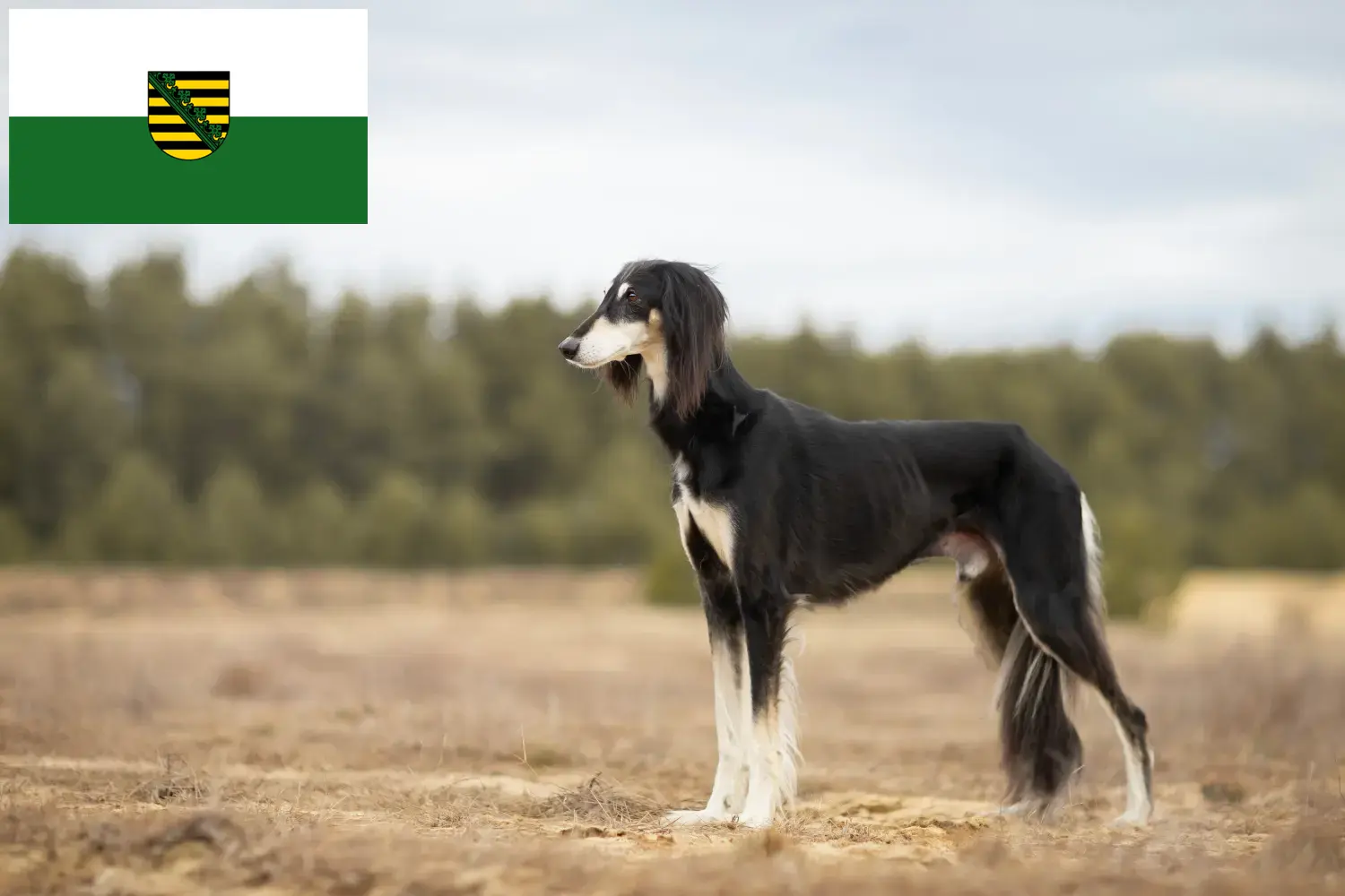 Read more about the article Saluki breeders and puppies in Saxony