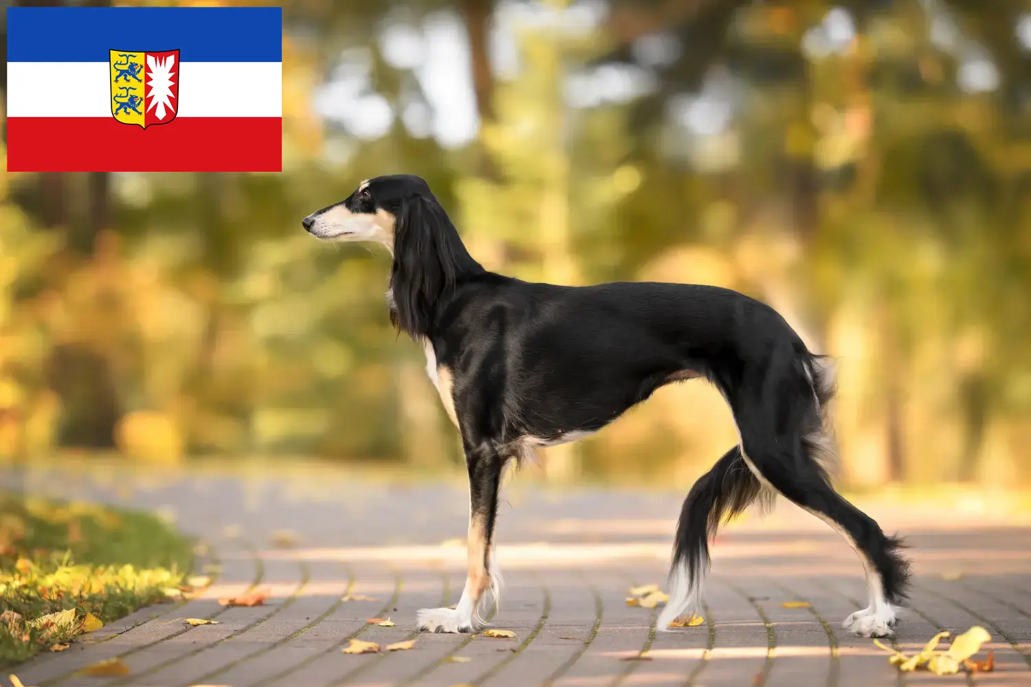 Read more about the article Saluki breeders and puppies in Schleswig-Holstein