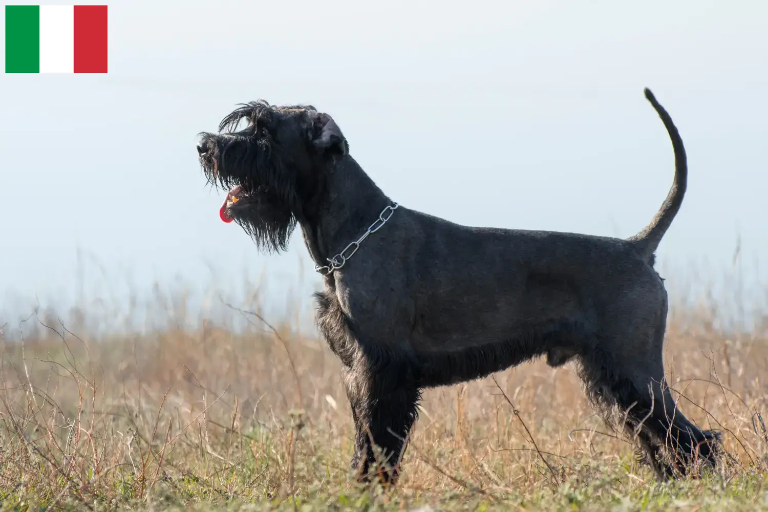 Read more about the article Schnauzer breeders and puppies in Italy