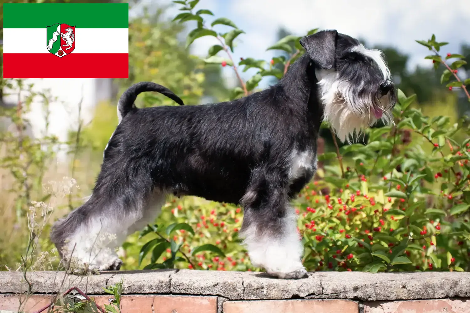 Read more about the article Schnauzer breeders and puppies in North Rhine-Westphalia